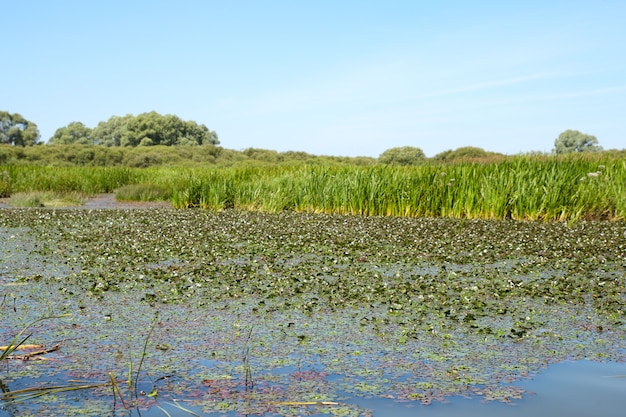 Dirty swamp on grasses surface