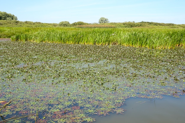 Грязное болото на поверхности травы