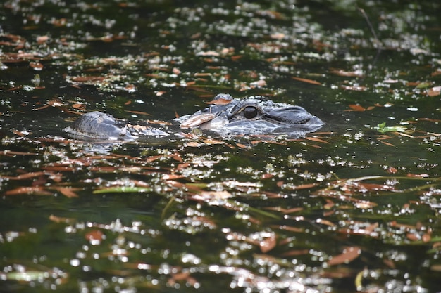 Грязная болотная вода с листьями и мусором вокруг аллигатора