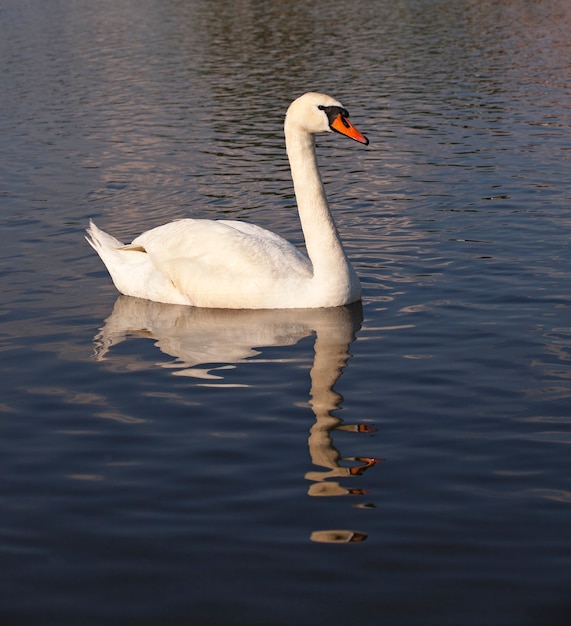 The dirty swan of white color floating on the lake