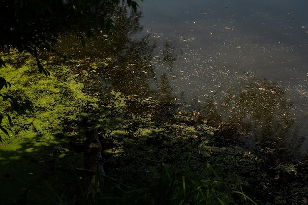 Dirty water in the lake