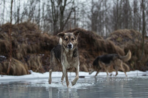 凍った湖の上に立っている汚れたと濡れた混合品種の羊飼いの犬