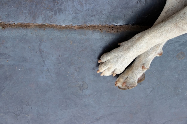 金属の床に野良犬の汚れた白い足