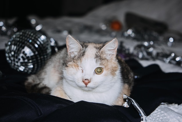 特別なニーズの世話をする障害のある猫 ペットの猫の保護 片目盲の障害のある猫 ベッドに横たわっている