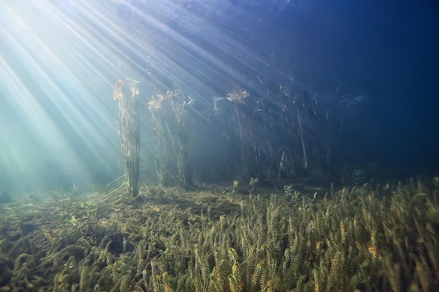 Disaster ecology river underwater / landscape pollution ecology\
underwater