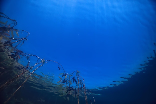 disaster ecology river underwater / landscape pollution ecology underwater