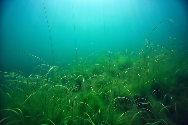 disaster ecology river underwater / landscape pollution ecology underwater