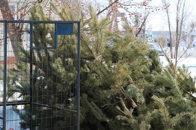 写真 捨てられたクリスマスツリー 休日のポスト 雪の中に休む かつて装飾されていた 今や放棄された 季節のシンボル 冬に抱きしめられた