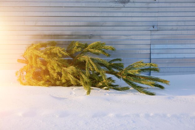 クリスマス休暇後に雪の中で捨てられたクリスマスツリー。