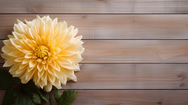 Discover the beauty of a chrysanthemum flower against a rustic wood background this stunning photograph features a chrysanthemum bloom with ample copy space for your creative projects