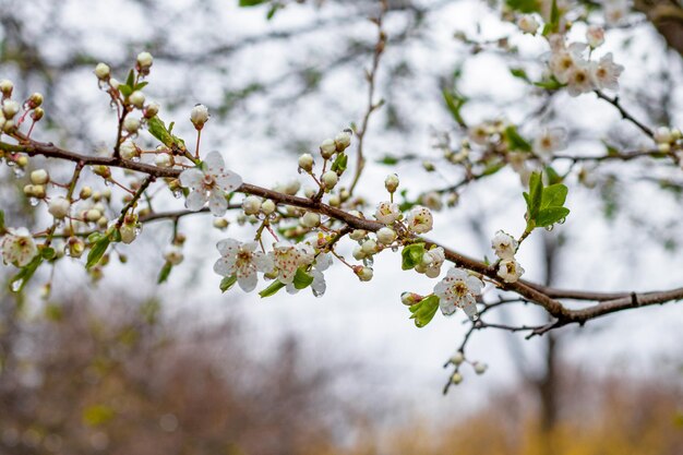 Discover the beauty of spring as fruit trees blossom and rain brings new life to nature