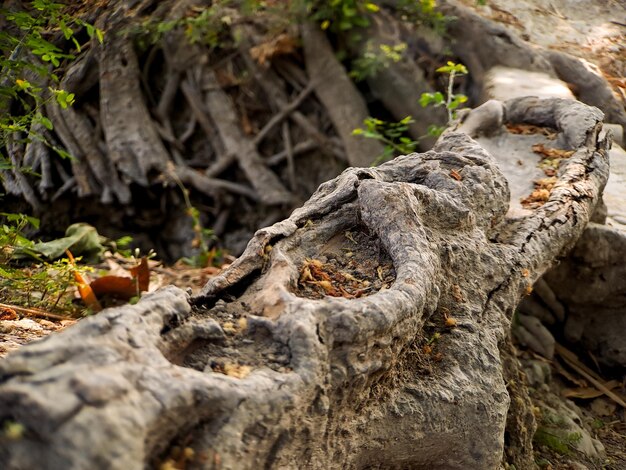 ユニークなガジュマルの木の根の魅惑的な世界を発見してください。回復力と順応性の美しさを示す自然の芸術的傑作です。