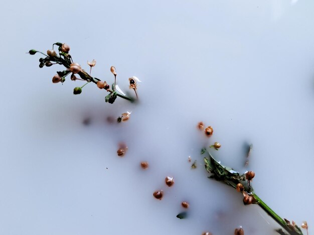 純白 の 背景 に 対し て,Galium boreale の 花 の  ⁇ 細 な 美しさ を 見る