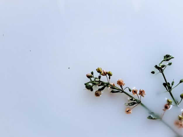 純白 の 背景 に 対し て,Galium boreale の 花 の  ⁇ 細 な 美しさ を 見る