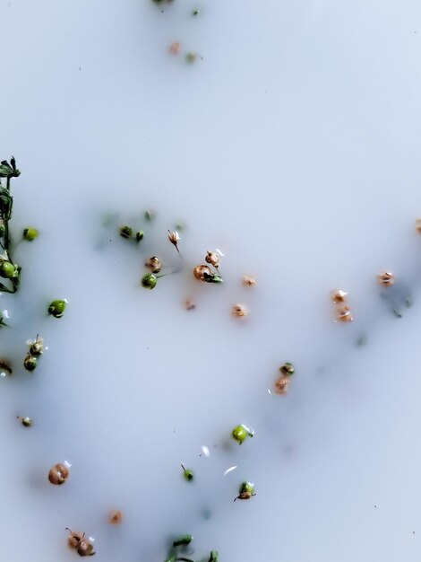 Откройте для себя нежную красоту цветка Galium boreale на чисто белом фоне