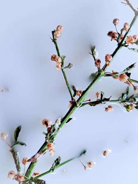 純白 の 背景 に 対し て,Galium boreale の 花 の  ⁇ 細 な 美しさ を 見る