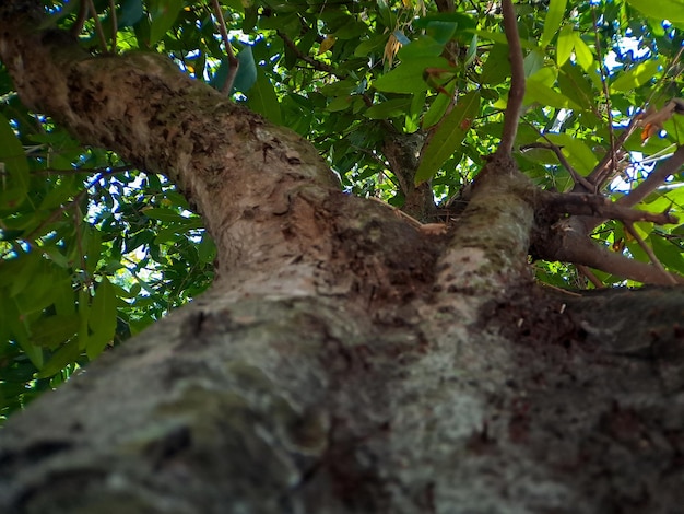 Фото Откройте для себя захватывающий мир уникальных корней баньяна, художественных шедевров природы, демонстрирующих красоту устойчивости и приспособляемости.