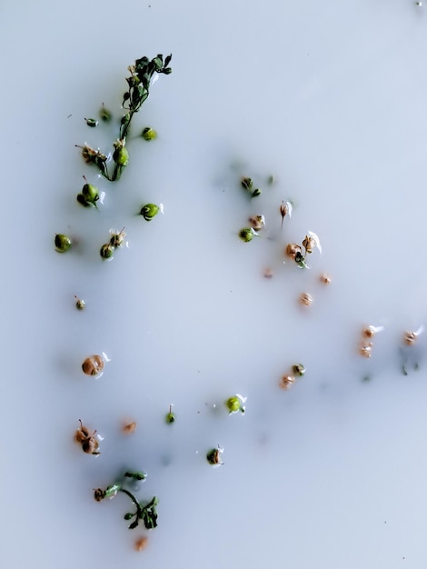 사진 순수 한  ⁇ 색 배경 에 있는 갈리움 보레알레 꽃 의 섬세 한 아름다움 을 발견 하십시오