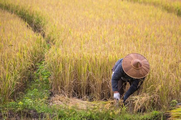 タイの発見