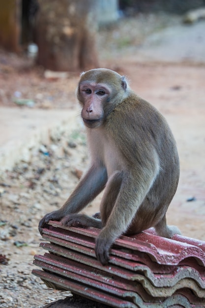 Discovering Thailand