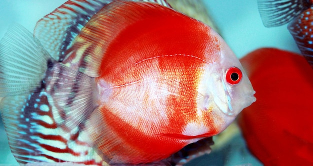 Discus amazone zoetwatervissen in gevangenschap