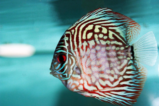 飼育下のアマゾンの淡水魚を円盤投げする