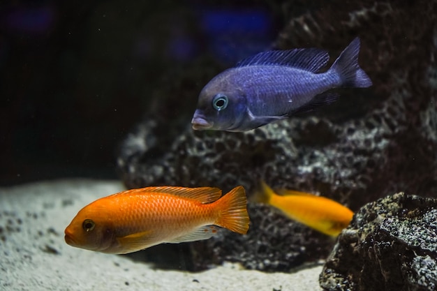 Discus colorful cichlids in the aquarium freshwater fish that lives in the Amazon basin Colored bright fish in the aquarium A variety of marine fish