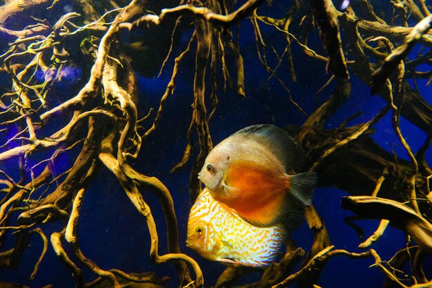 Discus Fish in Aquarium