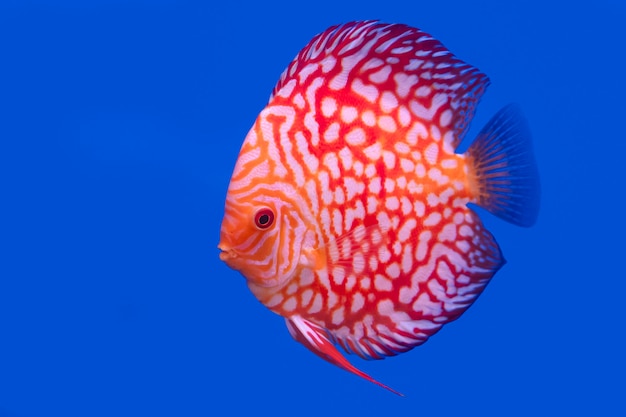 Discus fish isolated on a blue background