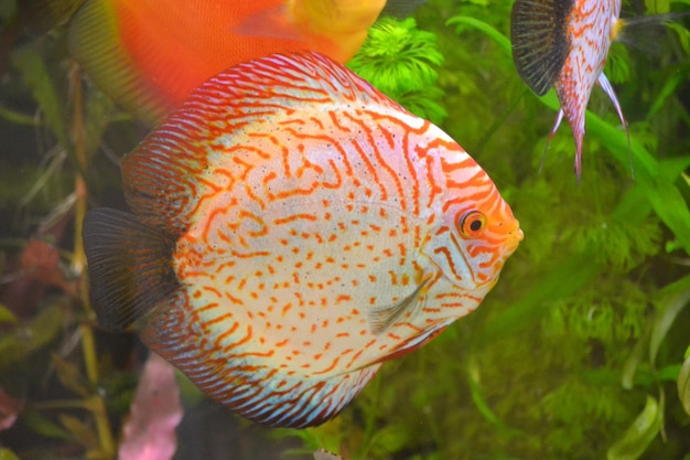 Discus fish swimming