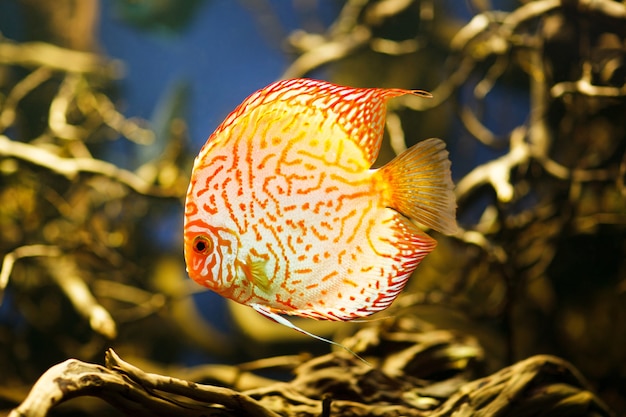 Foto discus symphysodon spp. , zoetwatervissen afkomstig uit de amazone-rivier. hoge kwaliteit afbeelding.