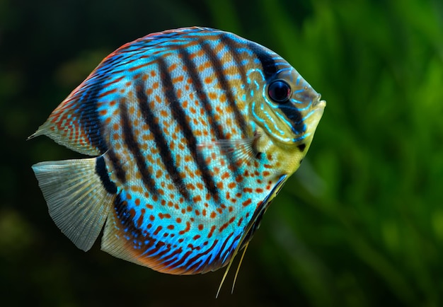 Discus tropical decorative fish