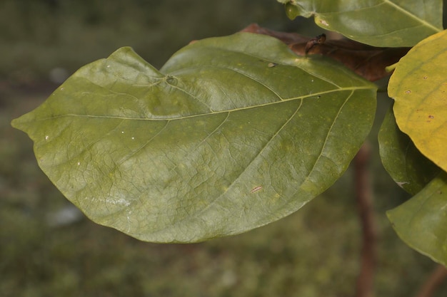 Disease on cotton leaf at cotton farm