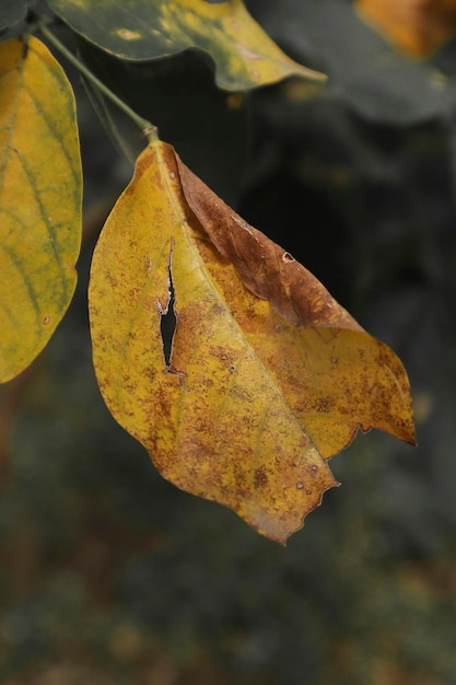 Disease on cotton leaf at cotton farm