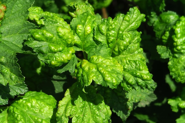 disease of currant bush leaves