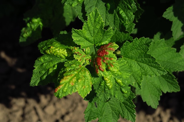 Malattia delle foglie del cespuglio di ribes