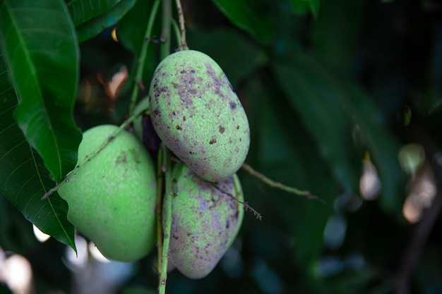 Disease in mango that causes the skin of mango fruits and leaves to become black spots.