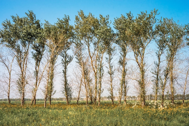 Photo diseased tree with lack of leaves after using pesticides, glyphosate herbicides and weed killers shows huge ecology problem