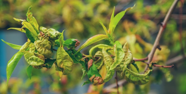 Diseases of peach tree twirled leaves Selective focus