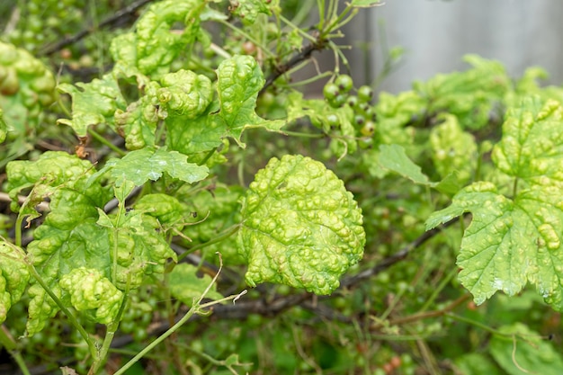 Diseases and pests of berry bushes . Gall Aphid on currants. Damaged leaves on a red currant.