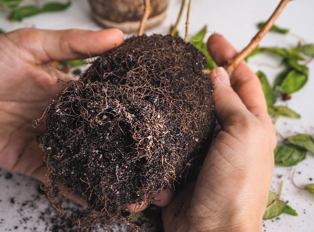 Diseases of plants. Limp leaves, rotting of the root system. Fuchsia.