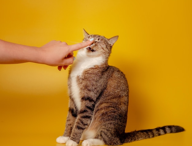 黄色の背景に不機嫌な猫と人間の手