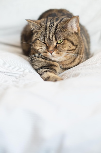 A disgruntled tabby cat lies on the bed and looks at the camera.