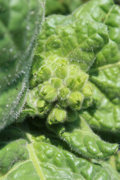 タバコの花のつぼみを捨てずに