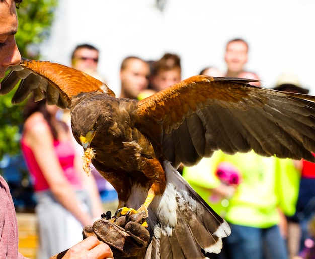 Foto esposizione di uccelli rapaci, aquila reale