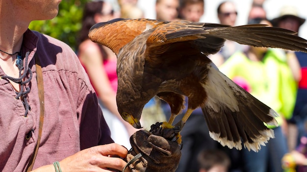 Foto esposizione di uccelli rapaci, aquila reale