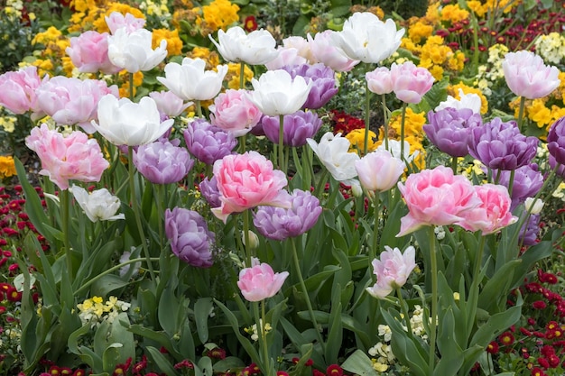 Display of colourful Tulips in East Grinstead