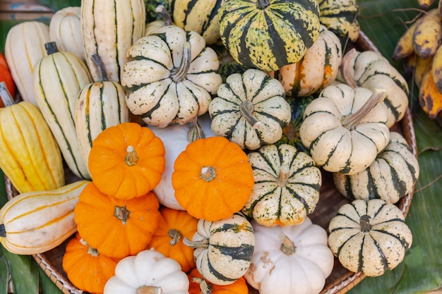 Photo display of winter pumpkins of thailand.