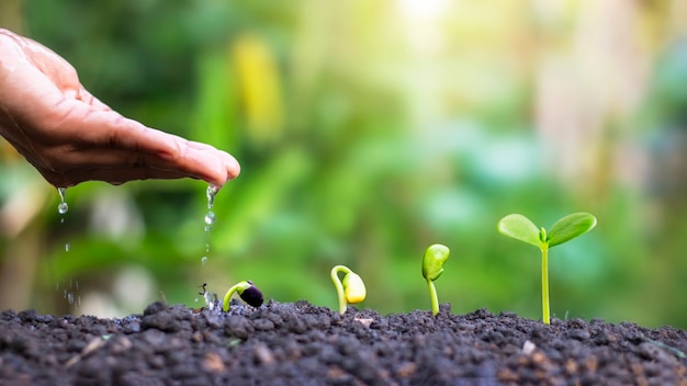 Displaying the stages of plant growth and watering of plants, planting ideas and investments for farmers.