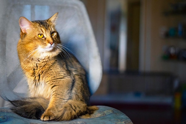 Dissatisfied beautiful norwegian forest cat semilonghaired breed resting at home on an armchair por